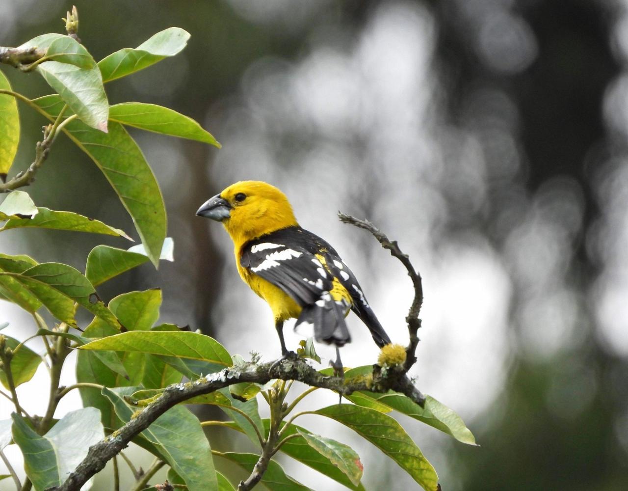 Golden-breasted Grosbeak, Birding Ecuador, Bird watching Ecuador, Ecuador, South American Birds, Naturalist Journeys, Wildlife Tour, Wildlife Photography, Ecotourism, Specialty Birds, Endemic Birds, Birding Hotspot