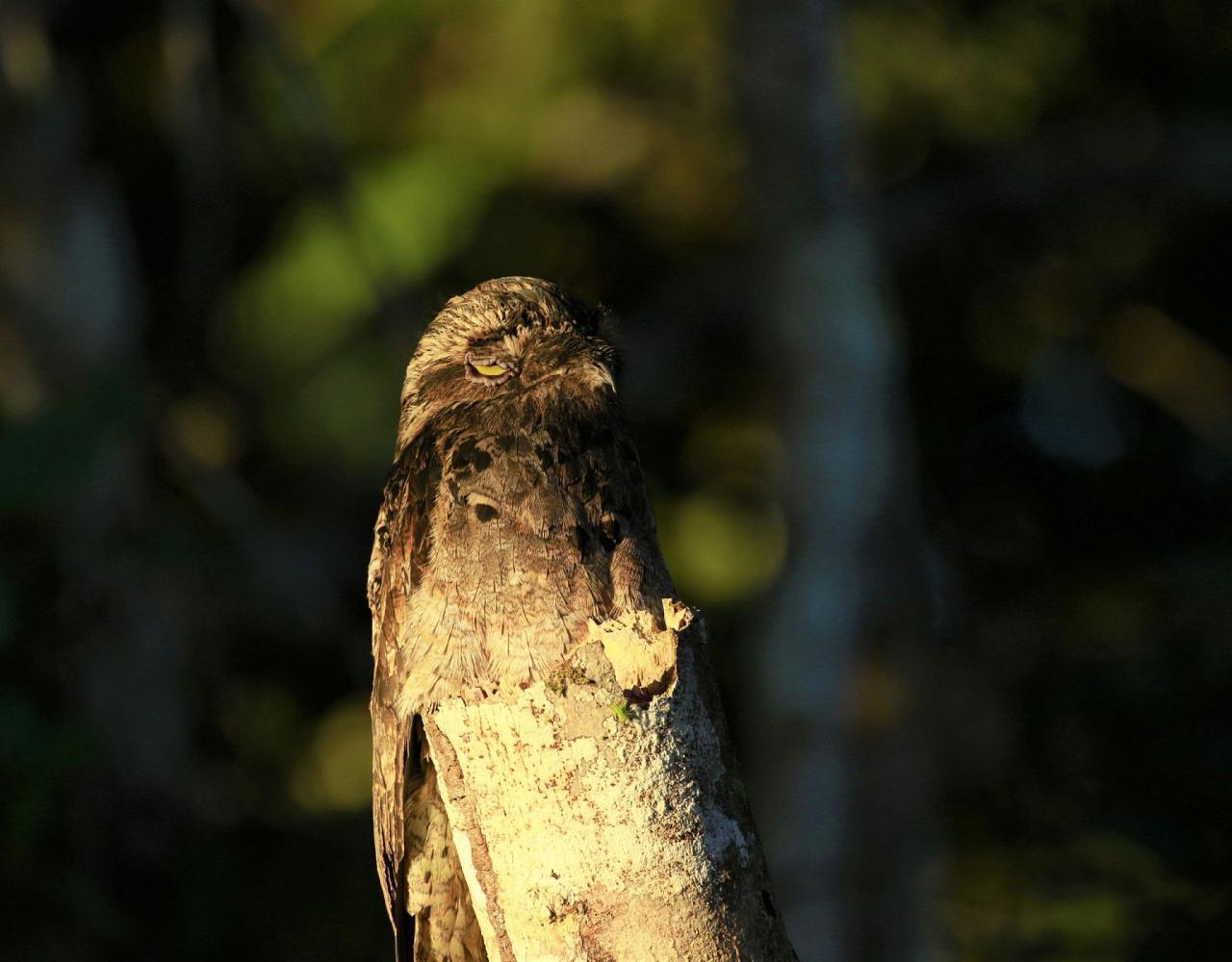 Birding Ecuador, Bird watching Ecuador, Ecuador, South American Birds, Naturalist Journeys, Wildlife Tour, Wildlife Photography, Ecotourism, Specialty Birds, Endemic Birds, Birding Hotspot