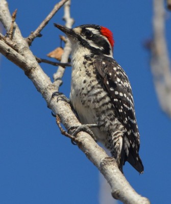 Birding Southern California, Bird Watching Southern California, North American Birds, Naturalist Journeys, Wildlife Tour, Wildlife Photography, Ecotourism, Specialty Birds, Endemic Birds, Birding Hotspot, Santa Barbara, Whale Watching