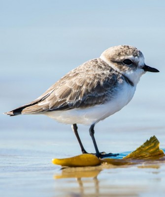 Birding Southern California, Bird Watching Southern California, North American Birds, Naturalist Journeys, Wildlife Tour, Wildlife Photography, Ecotourism, Specialty Birds, Endemic Birds, Birding Hotspot, Santa Barbara, Whale Watching