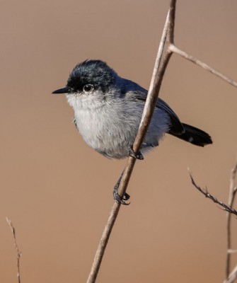 Birding Southern California, Bird Watching Southern California, North American Birds, Naturalist Journeys, Wildlife Tour, Wildlife Photography, Ecotourism, Specialty Birds, Endemic Birds, Birding Hotspot, Santa Barbara, Whale Watching