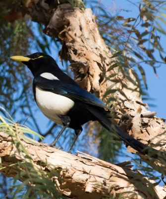 Birding Southern California, Bird Watching Southern California, North American Birds, Naturalist Journeys, Wildlife Tour, Wildlife Photography, Ecotourism, Specialty Birds, Endemic Birds, Birding Hotspot, Santa Barbara, Whale Watching