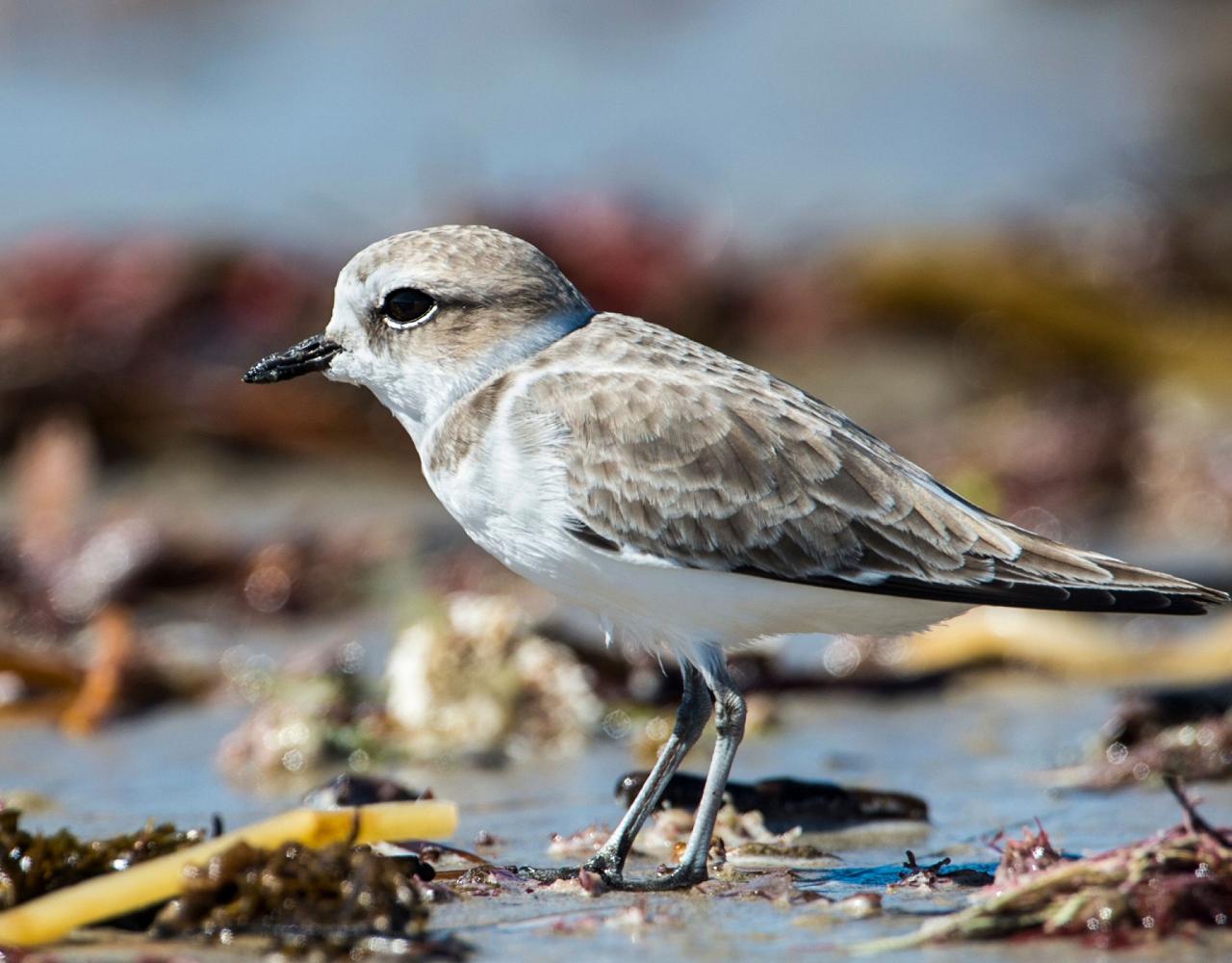 Birding Southern California, Bird Watching Southern California, North American Birds, Naturalist Journeys, Wildlife Tour, Wildlife Photography, Ecotourism, Specialty Birds, Endemic Birds, Birding Hotspot, Santa Barbara, Whale Watching