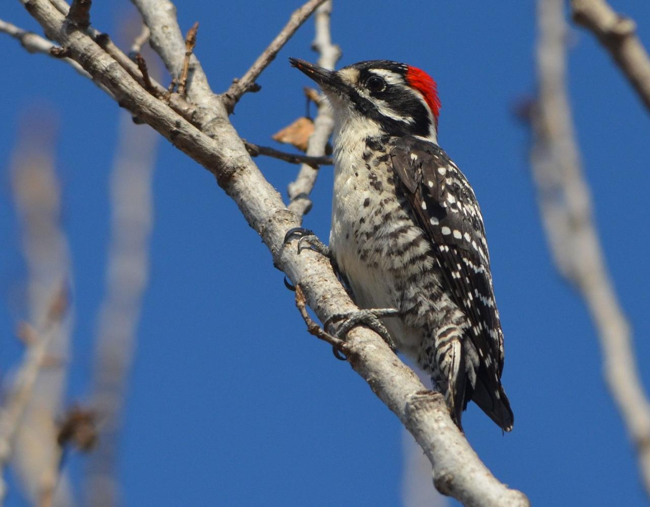 Birding Southern California, Bird Watching Southern California, North American Birds, Naturalist Journeys, Wildlife Tour, Wildlife Photography, Ecotourism, Specialty Birds, Endemic Birds, Birding Hotspot, Santa Barbara, Whale Watching