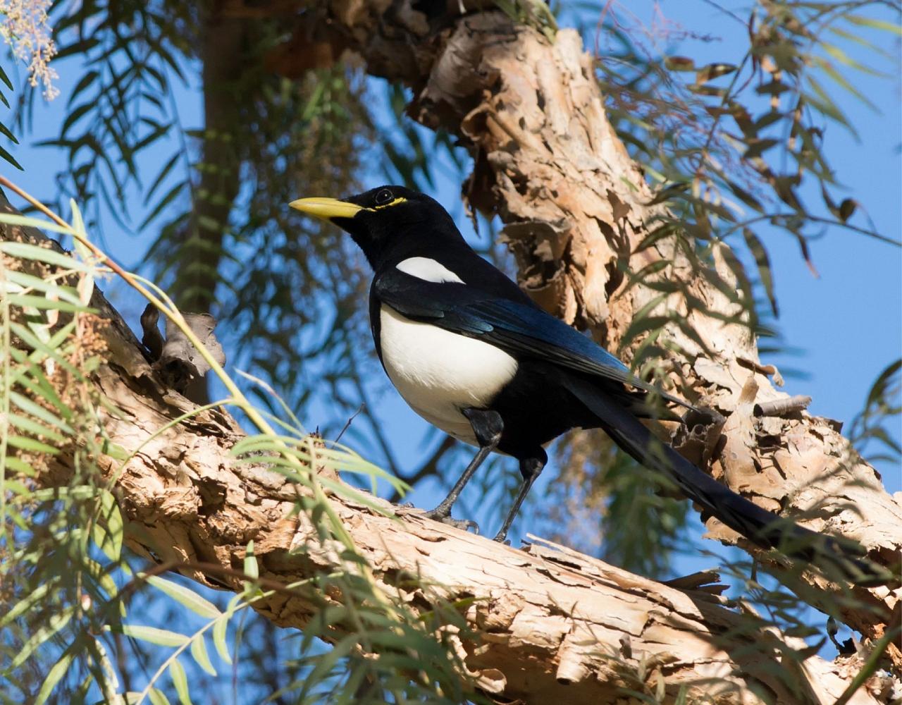 Birding Southern California, Bird Watching Southern California, North American Birds, Naturalist Journeys, Wildlife Tour, Wildlife Photography, Ecotourism, Specialty Birds, Endemic Birds, Birding Hotspot, Santa Barbara, Whale Watching