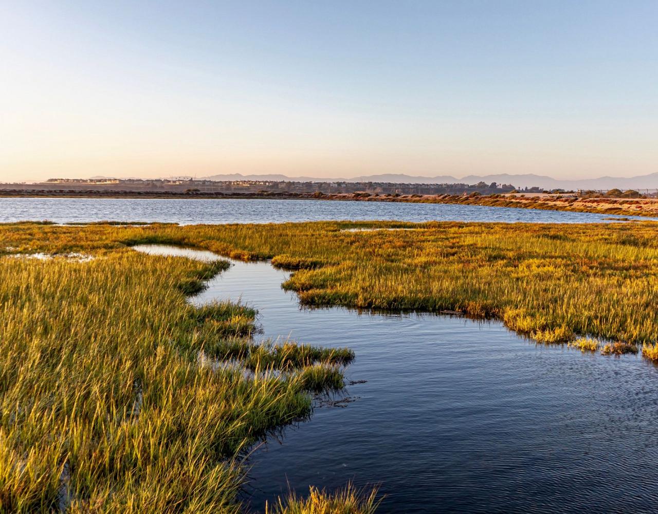 Birding Southern California, Bird Watching Southern California, North American Birds, Naturalist Journeys, Wildlife Tour, Wildlife Photography, Ecotourism, Specialty Birds, Endemic Birds, Birding Hotspot, Santa Barbara, Whale Watching