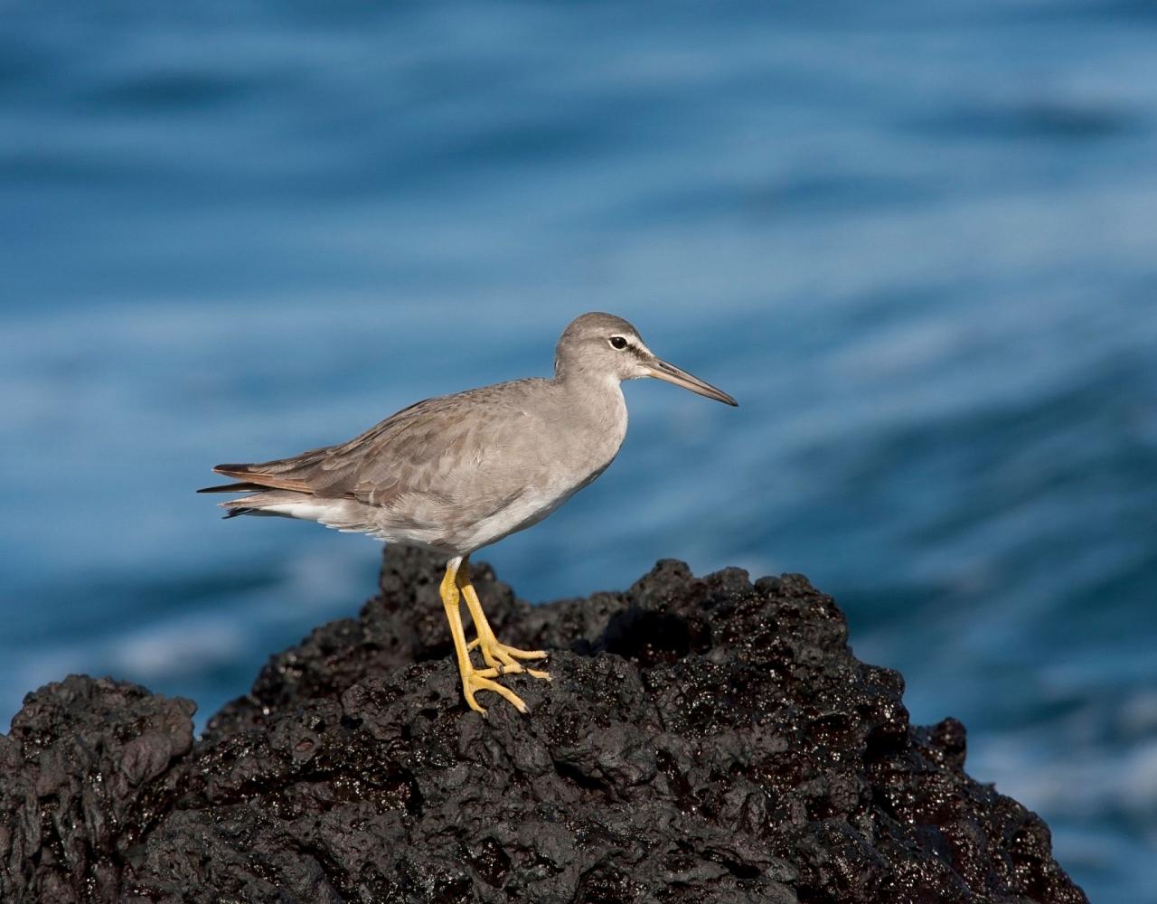 Birding Southern California, Bird Watching Southern California, North American Birds, Naturalist Journeys, Wildlife Tour, Wildlife Photography, Ecotourism, Specialty Birds, Endemic Birds, Birding Hotspot, Santa Barbara, Whale Watching