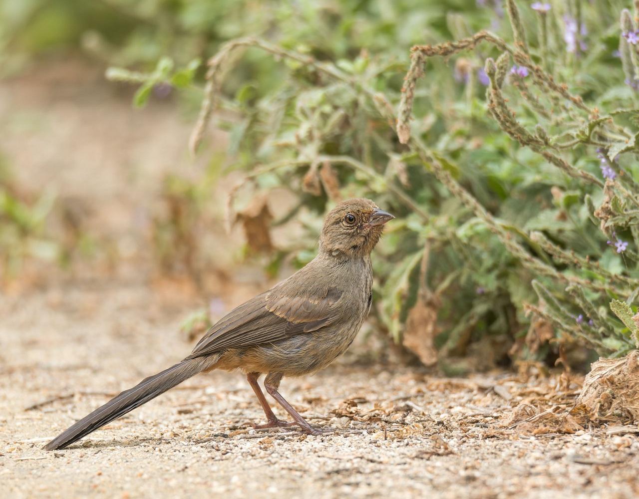 Birding Southern California, Bird Watching Southern California, North American Birds, Naturalist Journeys, Wildlife Tour, Wildlife Photography, Ecotourism, Specialty Birds, Endemic Birds, Birding Hotspot, Santa Barbara, Whale Watching