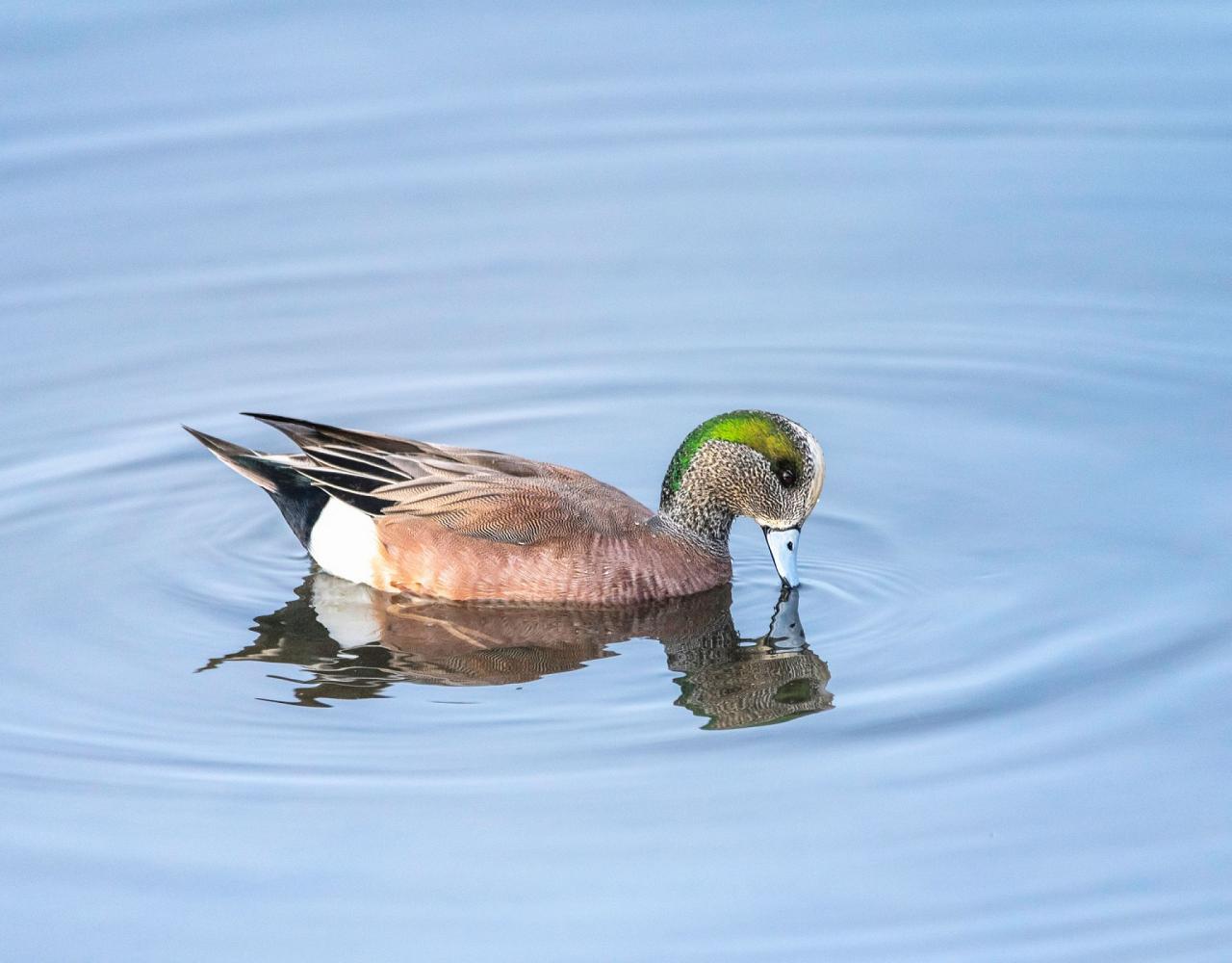 Birding Southern California, Bird Watching Southern California, North American Birds, Naturalist Journeys, Wildlife Tour, Wildlife Photography, Ecotourism, Specialty Birds, Endemic Birds, Birding Hotspot, Santa Barbara, Whale Watching