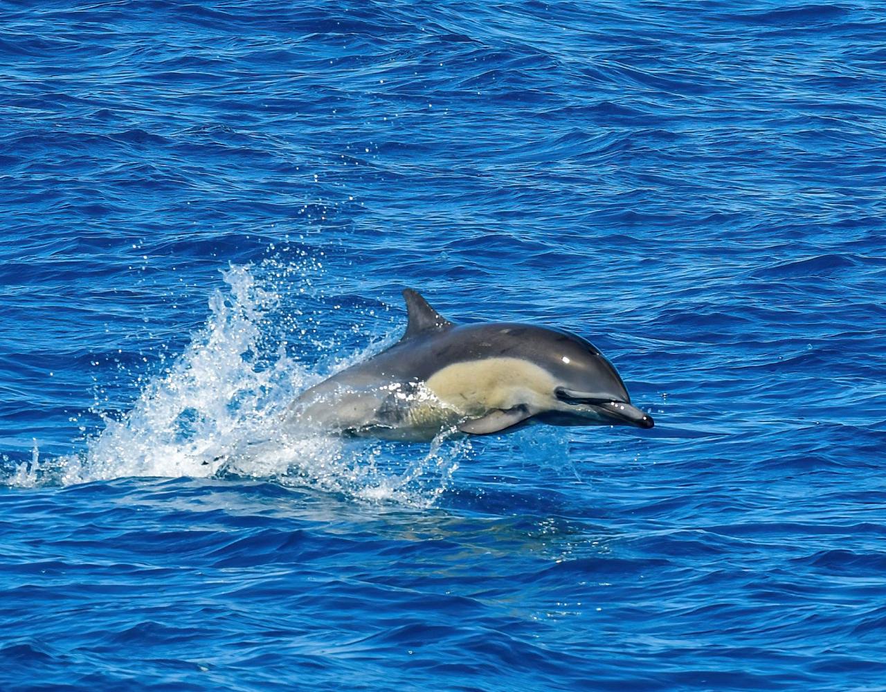 Birding Southern California, Bird Watching Southern California, North American Birds, Naturalist Journeys, Wildlife Tour, Wildlife Photography, Ecotourism, Specialty Birds, Endemic Birds, Birding Hotspot, Santa Barbara, Whale Watching