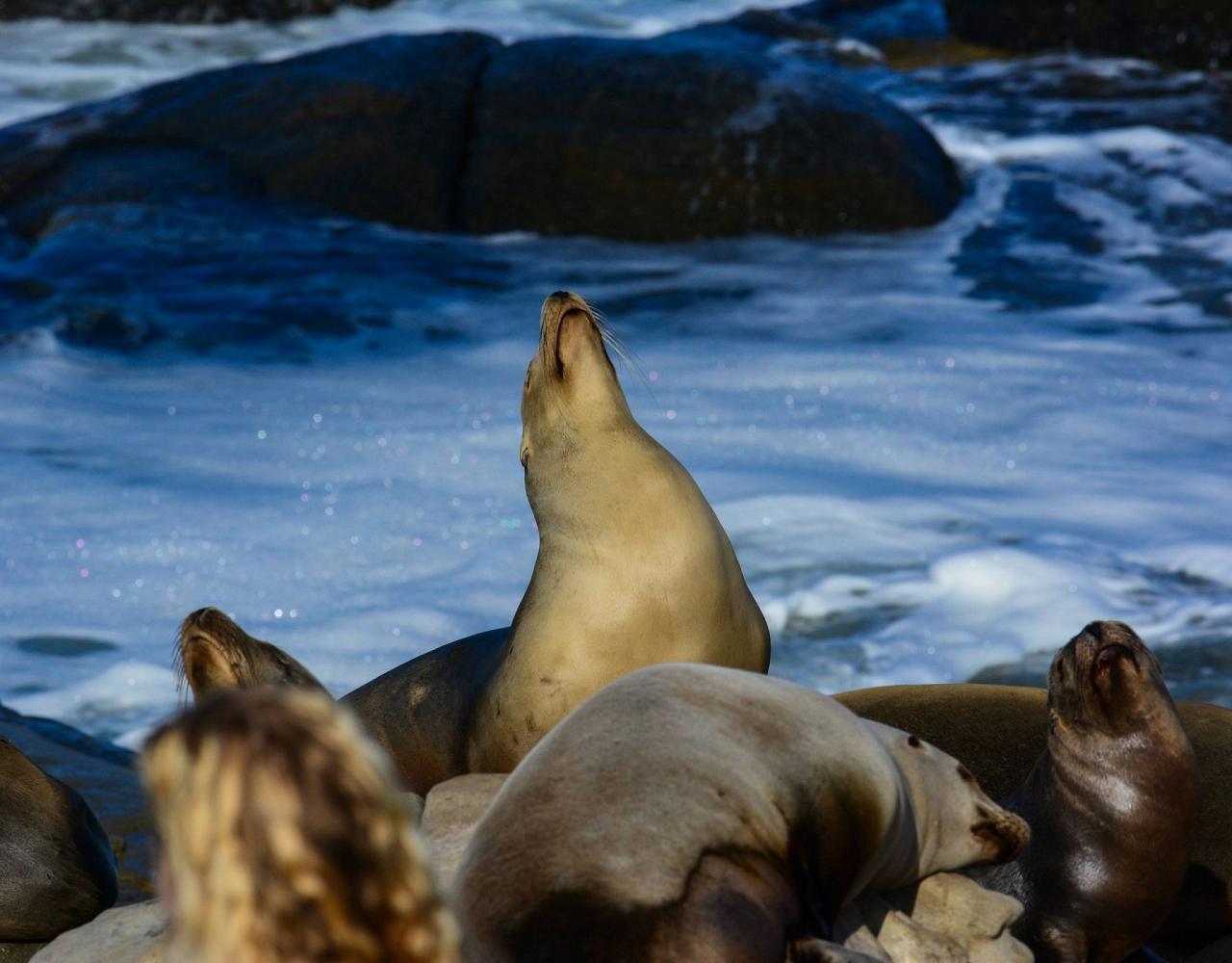 Birding Southern California, Bird Watching Southern California, North American Birds, Naturalist Journeys, Wildlife Tour, Wildlife Photography, Ecotourism, Specialty Birds, Endemic Birds, Birding Hotspot, Santa Barbara, Whale Watching