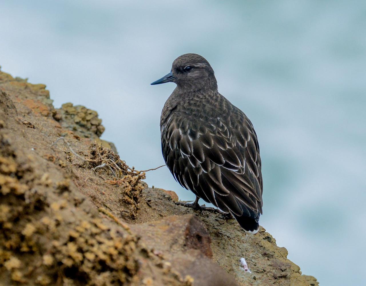 Birding Southern California, Bird Watching Southern California, North American Birds, Naturalist Journeys, Wildlife Tour, Wildlife Photography, Ecotourism, Specialty Birds, Endemic Birds, Birding Hotspot, Santa Barbara, Whale Watching