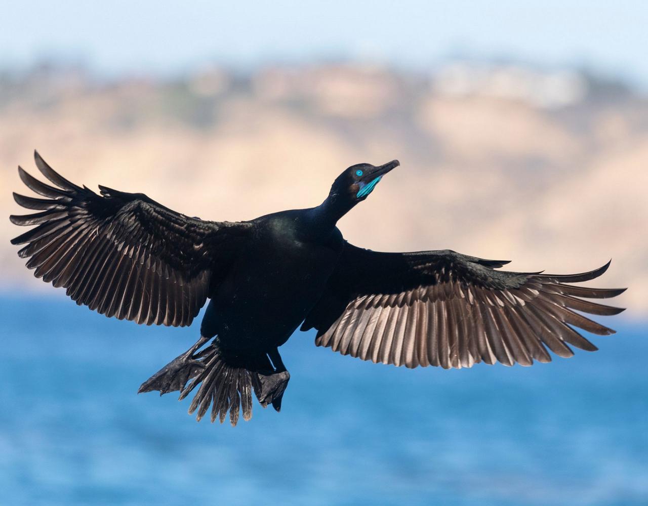 Birding Southern California, Bird Watching Southern California, North American Birds, Naturalist Journeys, Wildlife Tour, Wildlife Photography, Ecotourism, Specialty Birds, Endemic Birds, Birding Hotspot, Santa Barbara, Whale Watching