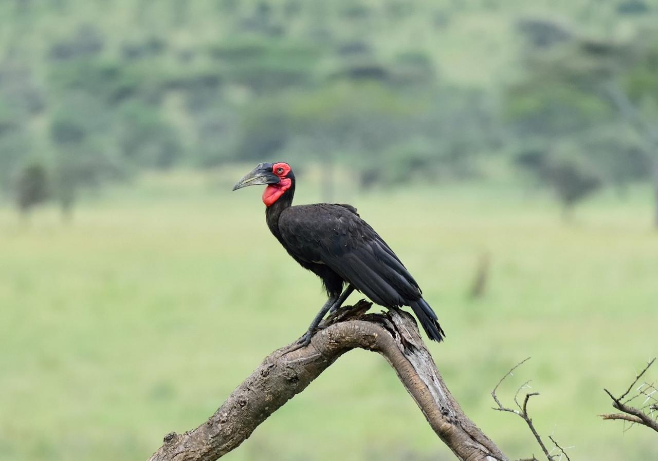 Birding Kenya, Bird watching Kenya, African birds, Naturalist Journeys, Wildlife Tour, Wildlife Photography, Ecotourism, Specialty Birds, Endemic Birds, Birding Hotspot, Safari, Lake Nakuru National Park, Maasai Mara