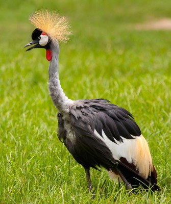 Grey-crowned Crane, Birding Kenya, Bird watching Kenya, African birds, Naturalist Journeys, Wildlife Tour, Wildlife Photography, Ecotourism, Specialty Birds, Endemic Birds, Birding Hotspot, Safari, Lake Nakuru National Park, Maasai Mara