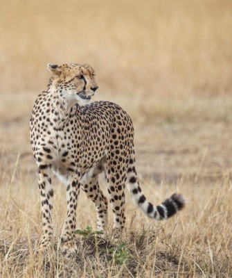 Cheetah, Birding Kenya, Bird watching Kenya, African birds, Naturalist Journeys, Wildlife Tour, Wildlife Photography, Ecotourism, Specialty Birds, Endemic Birds, Birding Hotspot, Safari, Lake Nakuru National Park, Maasai Mara