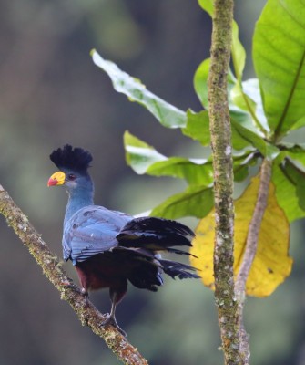 Great Blue Turaco, Birding Kenya, Bird watching Kenya, African birds, Naturalist Journeys, Wildlife Tour, Wildlife Photography, Ecotourism, Specialty Birds, Endemic Birds, Birding Hotspot, Safari, Lake Nakuru National Park, Maasai Mara