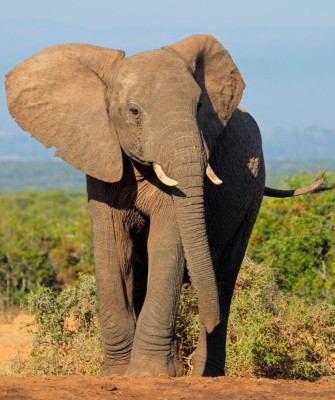 Elephant, Birding Kenya, Bird watching Kenya, African birds, Naturalist Journeys, Wildlife Tour, Wildlife Photography, Ecotourism, Specialty Birds, Endemic Birds, Birding Hotspot, Safari, Lake Nakuru National Park, Maasai Mara