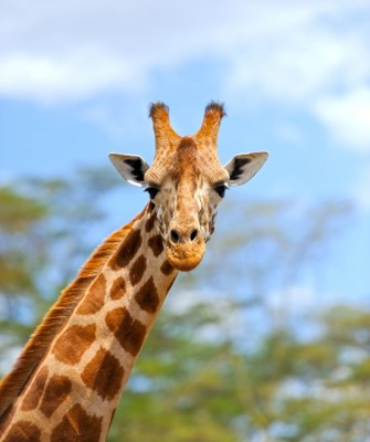 Giraffe, Birding Kenya, Bird watching Kenya, African birds, Naturalist Journeys, Wildlife Tour, Wildlife Photography, Ecotourism, Specialty Birds, Endemic Birds, Birding Hotspot, Safari, Lake Nakuru National Park, Maasai Mara