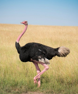 ostrich, Birding Kenya, Bird watching Kenya, African birds, Naturalist Journeys, Wildlife Tour, Wildlife Photography, Ecotourism, Specialty Birds, Endemic Birds, Birding Hotspot, Safari, Lake Nakuru National Park, Maasai Mara