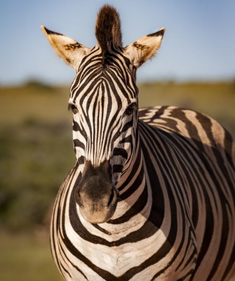 Zebra, Birding Kenya, Bird watching Kenya, African birds, Naturalist Journeys, Wildlife Tour, Wildlife Photography, Ecotourism, Specialty Birds, Endemic Birds, Birding Hotspot, Safari, Lake Nakuru National Park, Maasai Mara