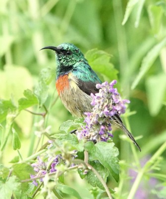 Eastern Double-collared Sunbird, Birding Kenya, Bird watching Kenya, African birds, Naturalist Journeys, Wildlife Tour, Wildlife Photography, Ecotourism, Specialty Birds, Endemic Birds, Birding Hotspot, Safari, Lake Nakuru National Park, Maasai Mara