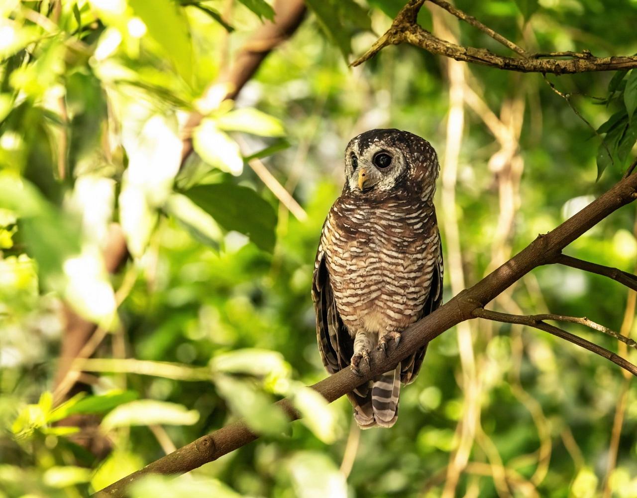 Birding Kenya, Bird watching Kenya, African birds, Naturalist Journeys, Wildlife Tour, Wildlife Photography, Ecotourism, Specialty Birds, Endemic Birds, Birding Hotspot, Safari, Lake Nakuru National Park, Maasai Mara