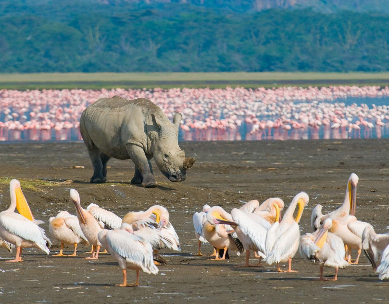 Birding Kenya, Bird watching Kenya, African birds, Naturalist Journeys, Wildlife Tour, Wildlife Photography, Ecotourism, Specialty Birds, Endemic Birds, Birding Hotspot, Safari, Lake Nakuru National Park, Maasai Mara