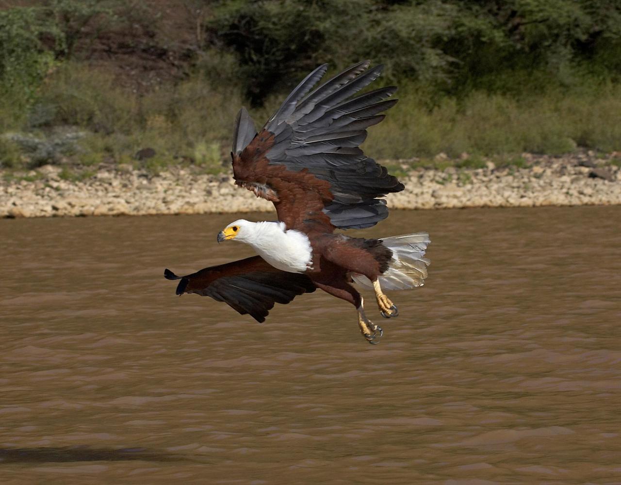 Birding Kenya, Bird watching Kenya, African birds, Naturalist Journeys, Wildlife Tour, Wildlife Photography, Ecotourism, Specialty Birds, Endemic Birds, Birding Hotspot, Safari, Lake Nakuru National Park, Maasai Mara