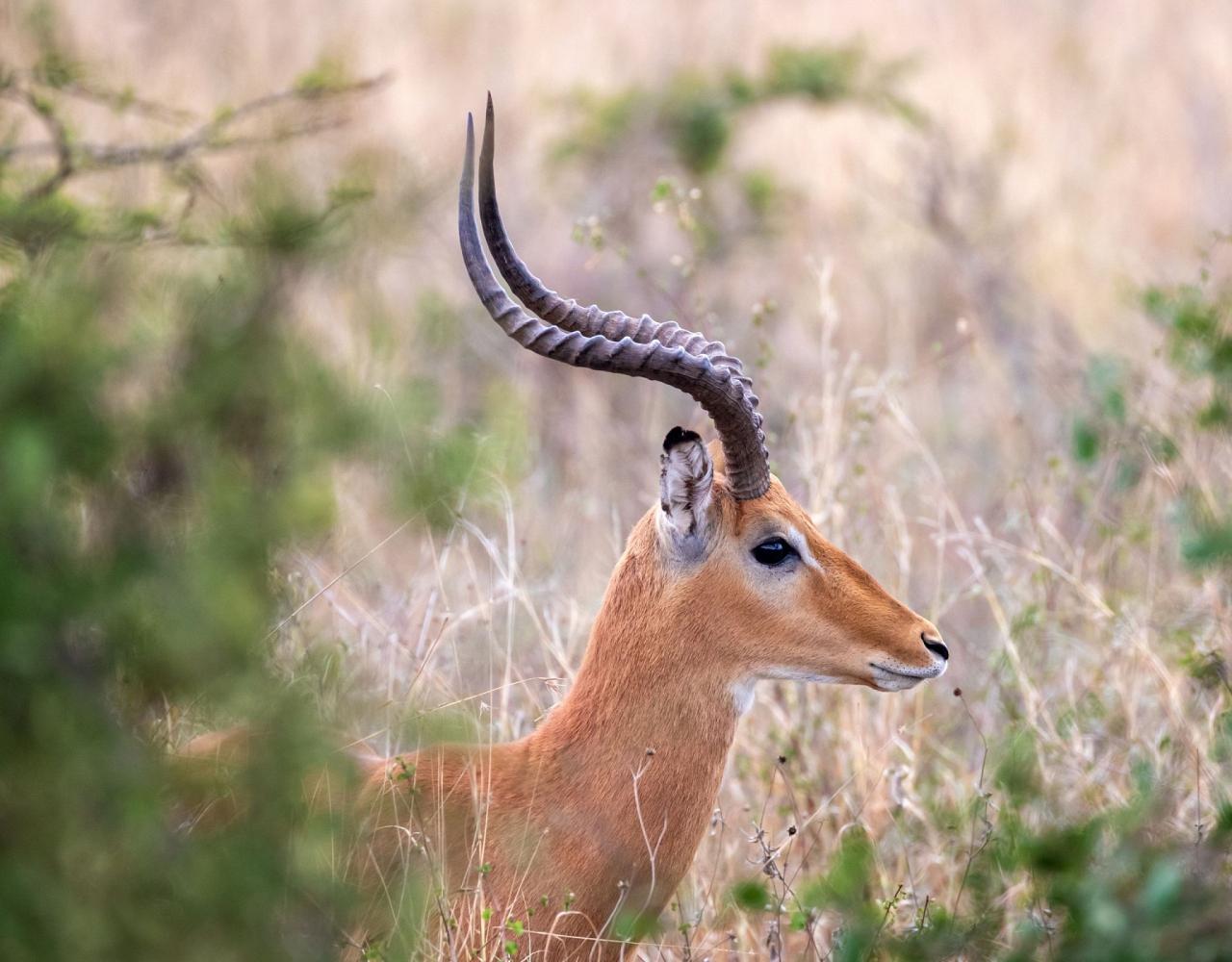 Birding Kenya, Bird watching Kenya, African birds, Naturalist Journeys, Wildlife Tour, Wildlife Photography, Ecotourism, Specialty Birds, Endemic Birds, Birding Hotspot, Safari, Lake Nakuru National Park, Maasai Mara