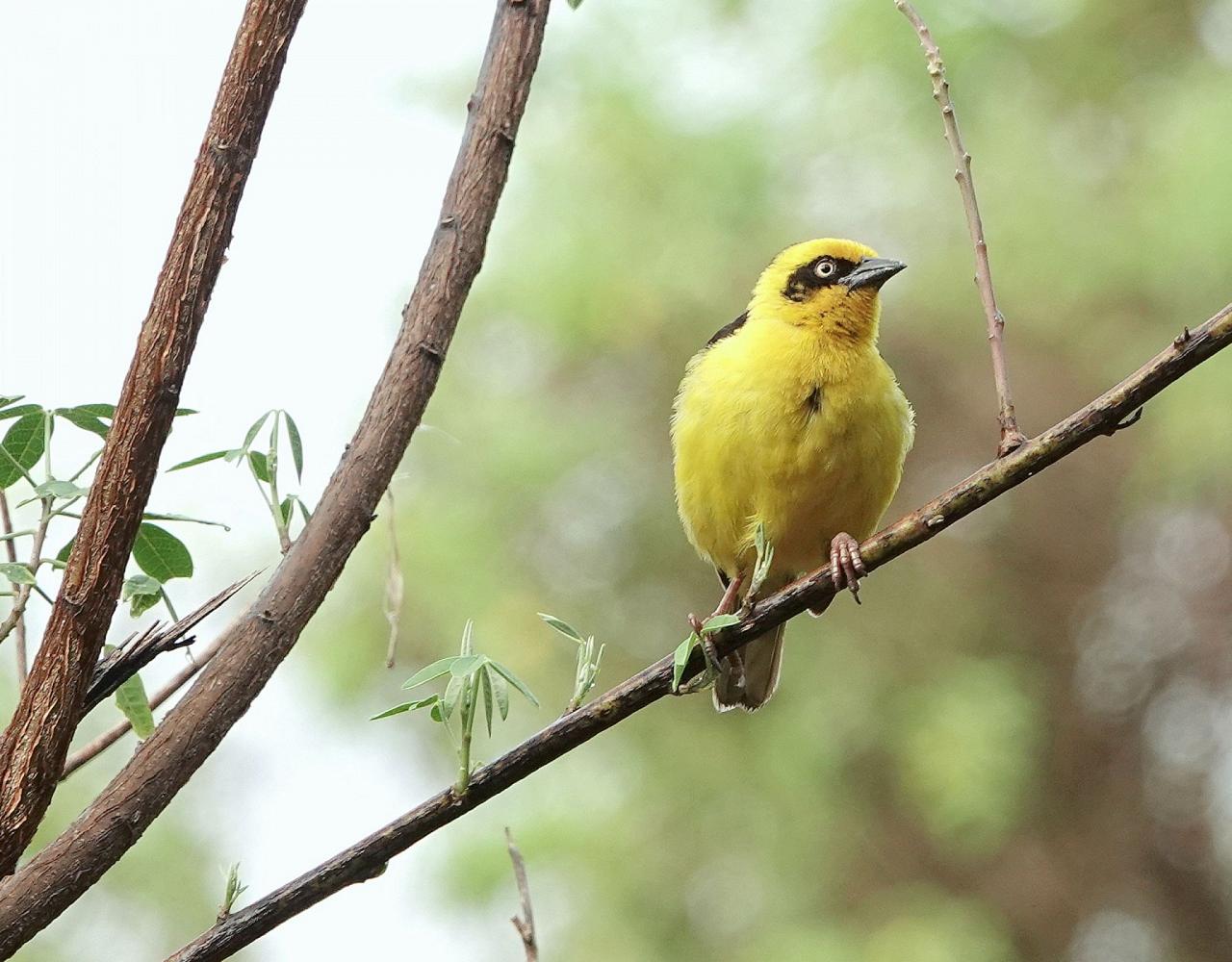 Birding Kenya, Bird watching Kenya, African birds, Naturalist Journeys, Wildlife Tour, Wildlife Photography, Ecotourism, Specialty Birds, Endemic Birds, Birding Hotspot, Safari, Lake Nakuru National Park, Maasai Mara