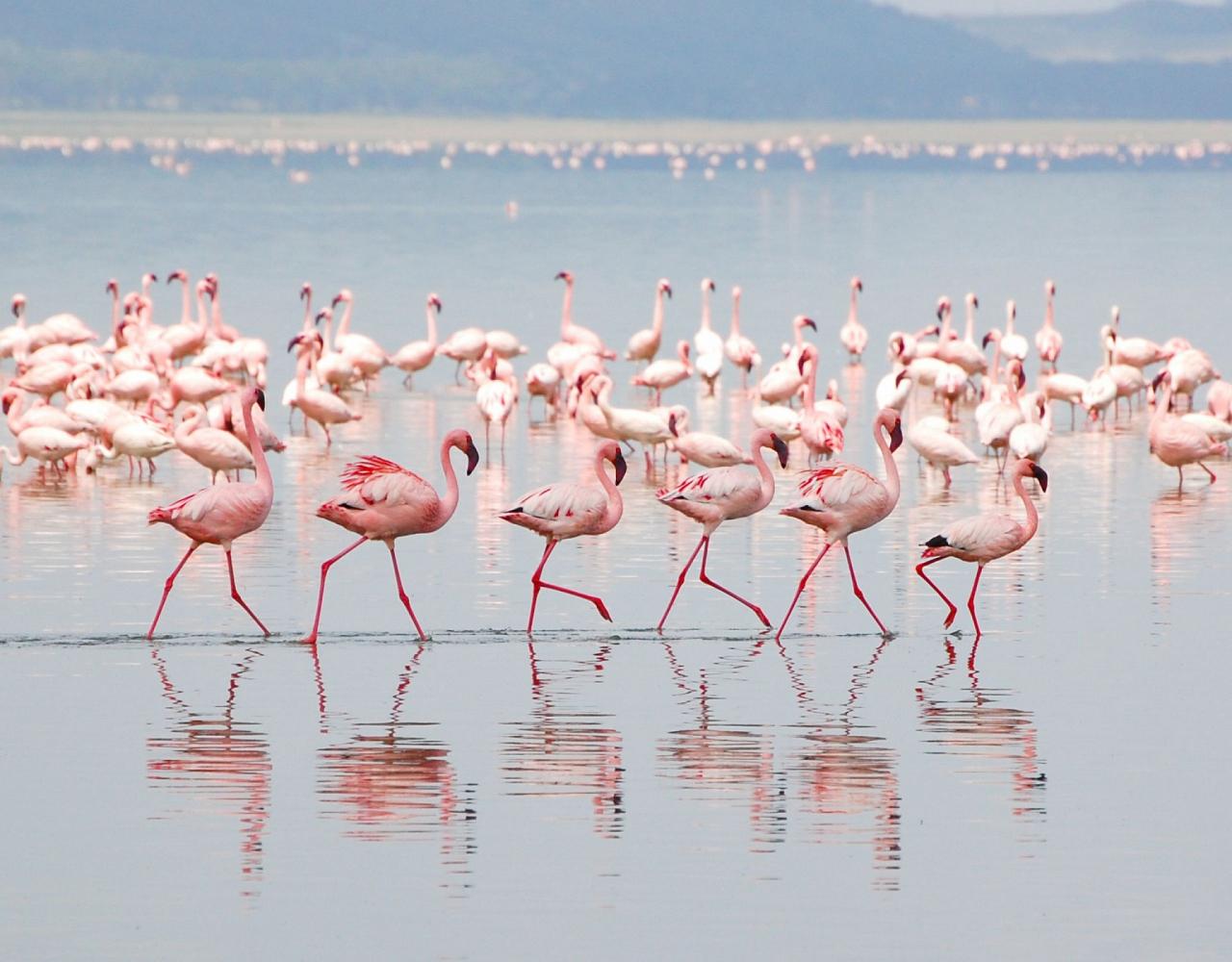 Birding Kenya, Bird watching Kenya, African birds, Naturalist Journeys, Wildlife Tour, Wildlife Photography, Ecotourism, Specialty Birds, Endemic Birds, Birding Hotspot, Safari, Lake Nakuru National Park, Maasai Mara