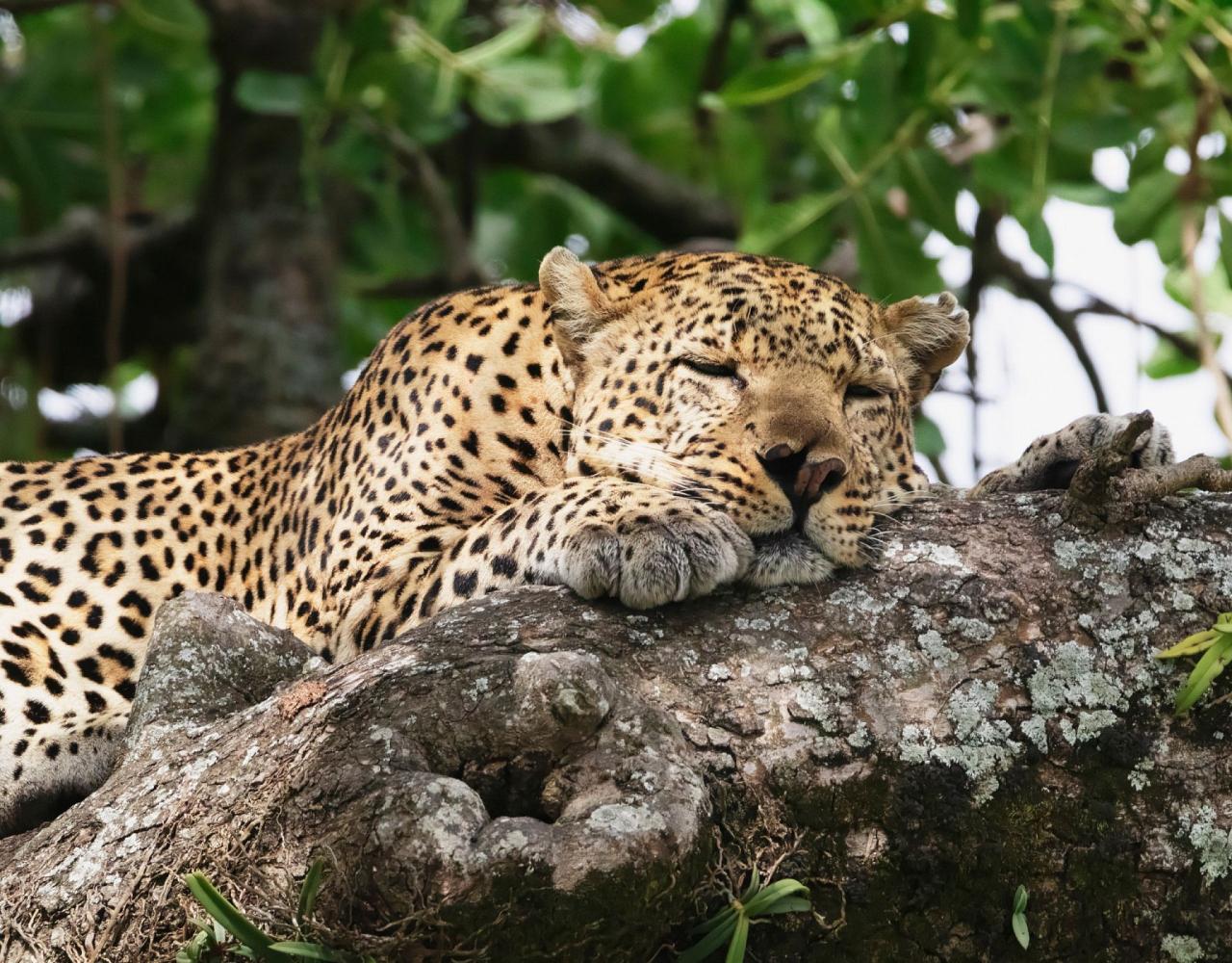 Birding Kenya, Bird watching Kenya, African birds, Naturalist Journeys, Wildlife Tour, Wildlife Photography, Ecotourism, Specialty Birds, Endemic Birds, Birding Hotspot, Safari, Lake Nakuru National Park, Maasai Mara