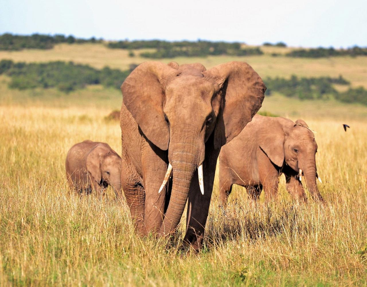 Birding Kenya, Bird watching Kenya, African birds, Naturalist Journeys, Wildlife Tour, Wildlife Photography, Ecotourism, Specialty Birds, Endemic Birds, Birding Hotspot, Safari, Lake Nakuru National Park, Maasai Mara