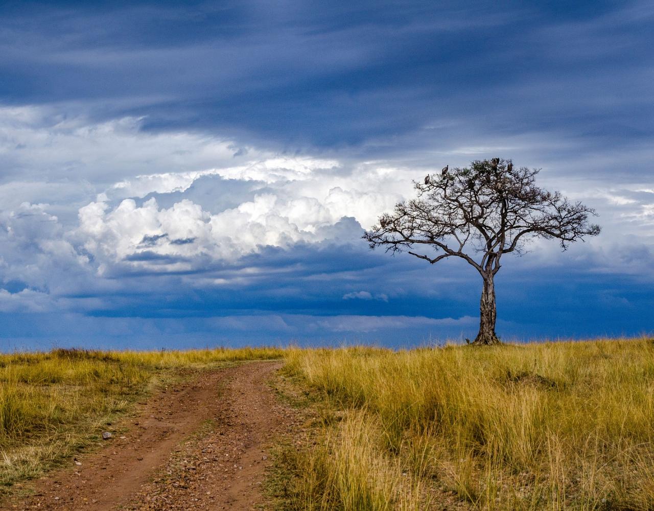 Birding Kenya, Bird watching Kenya, African birds, Naturalist Journeys, Wildlife Tour, Wildlife Photography, Ecotourism, Specialty Birds, Endemic Birds, Birding Hotspot, Safari, Lake Nakuru National Park, Maasai Mara