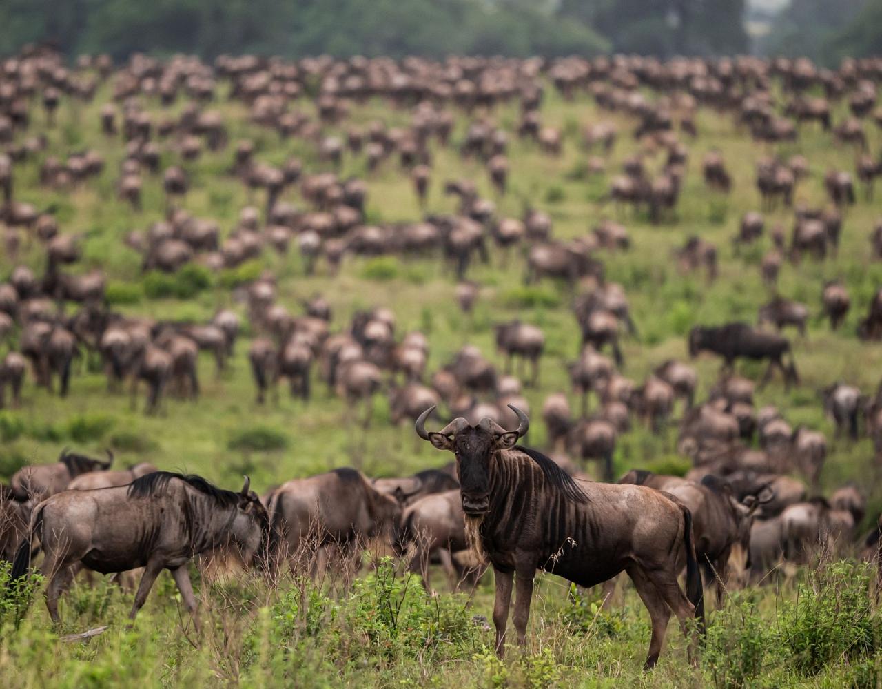 Birding Kenya, Bird watching Kenya, African birds, Naturalist Journeys, Wildlife Tour, Wildlife Photography, Ecotourism, Specialty Birds, Endemic Birds, Birding Hotspot, Safari, Lake Nakuru National Park, Maasai Mara