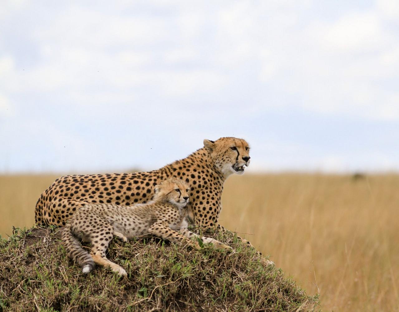 Birding Kenya, Bird watching Kenya, African birds, Naturalist Journeys, Wildlife Tour, Wildlife Photography, Ecotourism, Specialty Birds, Endemic Birds, Birding Hotspot, Safari, Lake Nakuru National Park, Maasai Mara