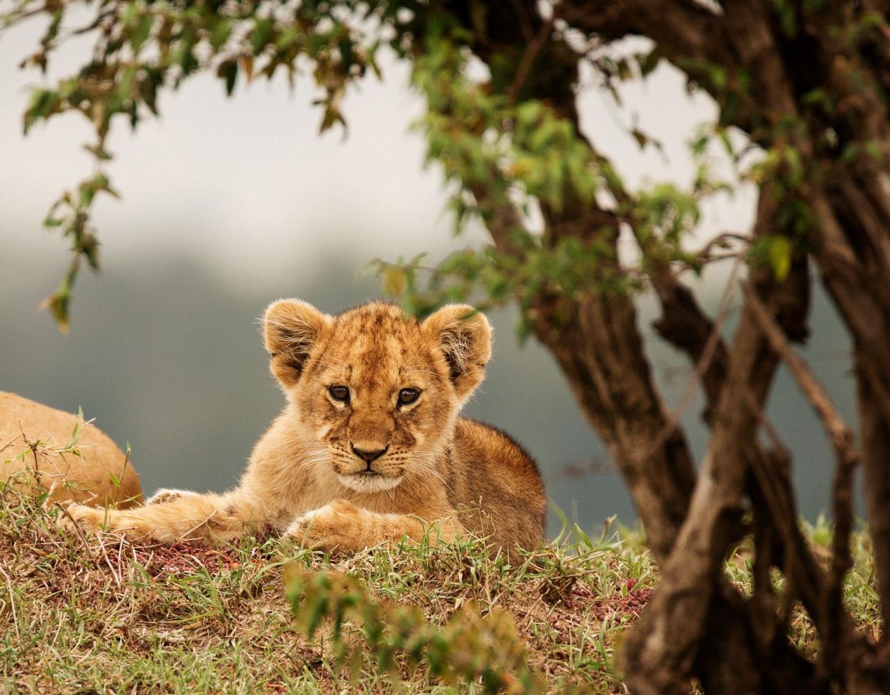 Birding Kenya, Bird watching Kenya, African birds, Naturalist Journeys, Wildlife Tour, Wildlife Photography, Ecotourism, Specialty Birds, Endemic Birds, Birding Hotspot, Safari, Lake Nakuru National Park, Maasai Mara