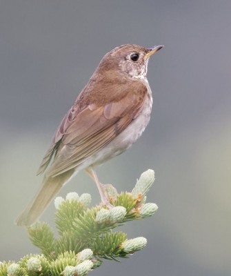 Birding New Hampshire, New Hampshire Nature Tour, New Hampshire Birding Tour, White Mountains, White Mountains Nature Tour, White Mountains Birding Tour, Mt. Washington, Naturalist Journeys