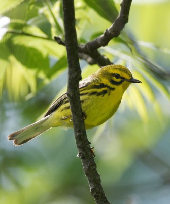 Birding New Hampshire, New Hampshire Nature Tour, New Hampshire Birding Tour, White Mountains, White Mountains Nature Tour, White Mountains Birding Tour, Mt. Washington, Naturalist Journeys