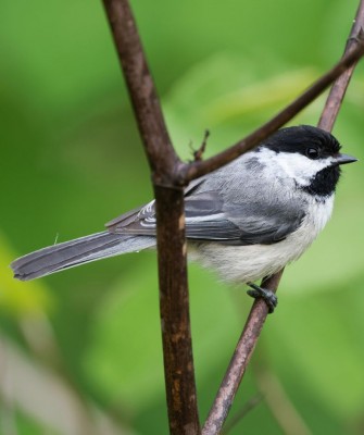 Birding New Hampshire, New Hampshire Nature Tour, New Hampshire Birding Tour, White Mountains, White Mountains Nature Tour, White Mountains Birding Tour, Mt. Washington, Naturalist Journeys