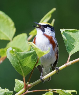 Birding New Hampshire, New Hampshire Nature Tour, New Hampshire Birding Tour, White Mountains, White Mountains Nature Tour, White Mountains Birding Tour, Mt. Washington, Naturalist Journeys