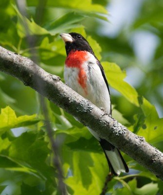 Birding New Hampshire, New Hampshire Nature Tour, New Hampshire Birding Tour, White Mountains, White Mountains Nature Tour, White Mountains Birding Tour, Mt. Washington, Naturalist Journeys