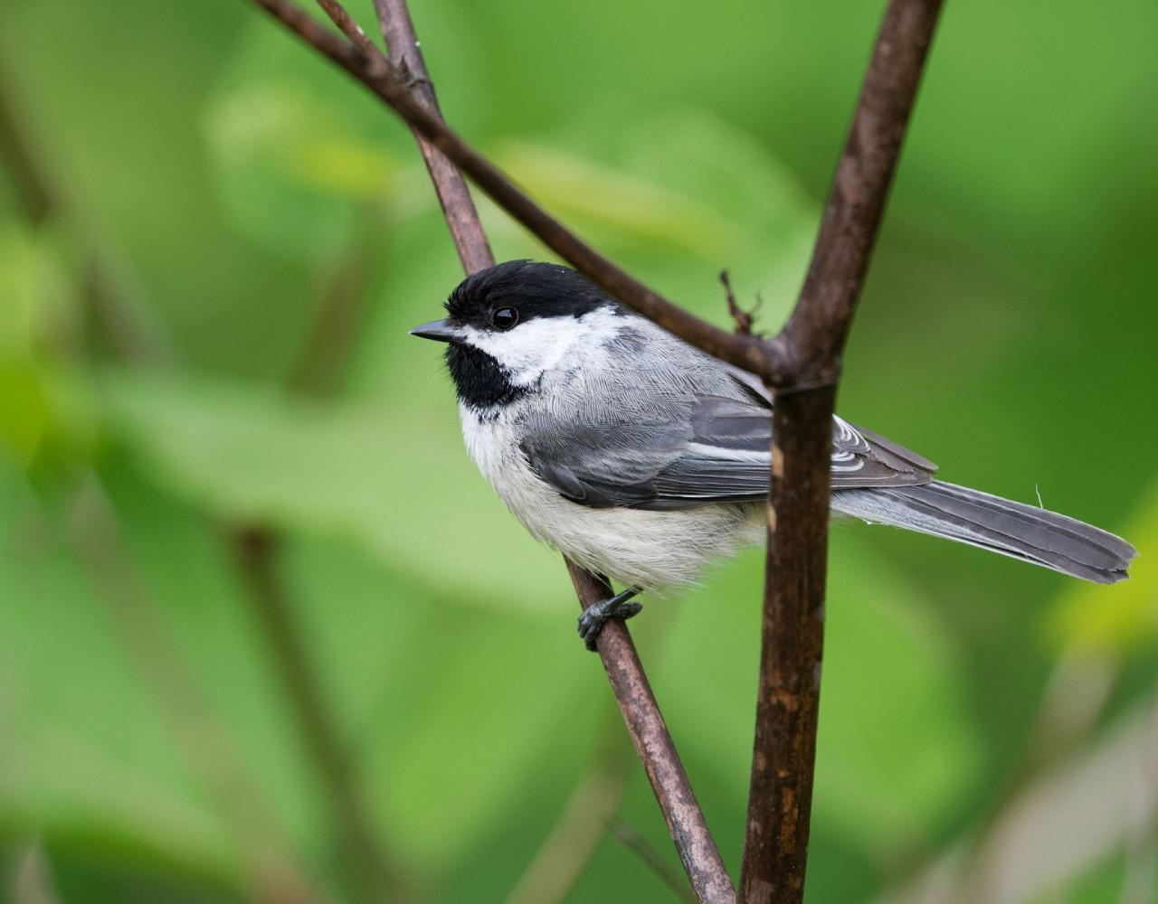 New Hampshire, New Hampshire Nature Tour, New Hampshire Birding Tour, White Mountains, White Mountains Nature Tour, White Mountains Birding Tour, Mt. Washington, Naturalist Journeys