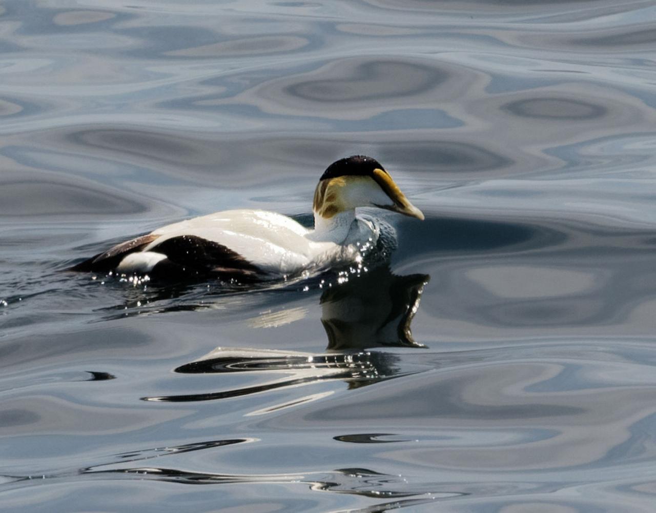 New Hampshire, New Hampshire Nature Tour, New Hampshire Birding Tour, White Mountains, White Mountains Nature Tour, White Mountains Birding Tour, Mt. Washington, Naturalist Journeys