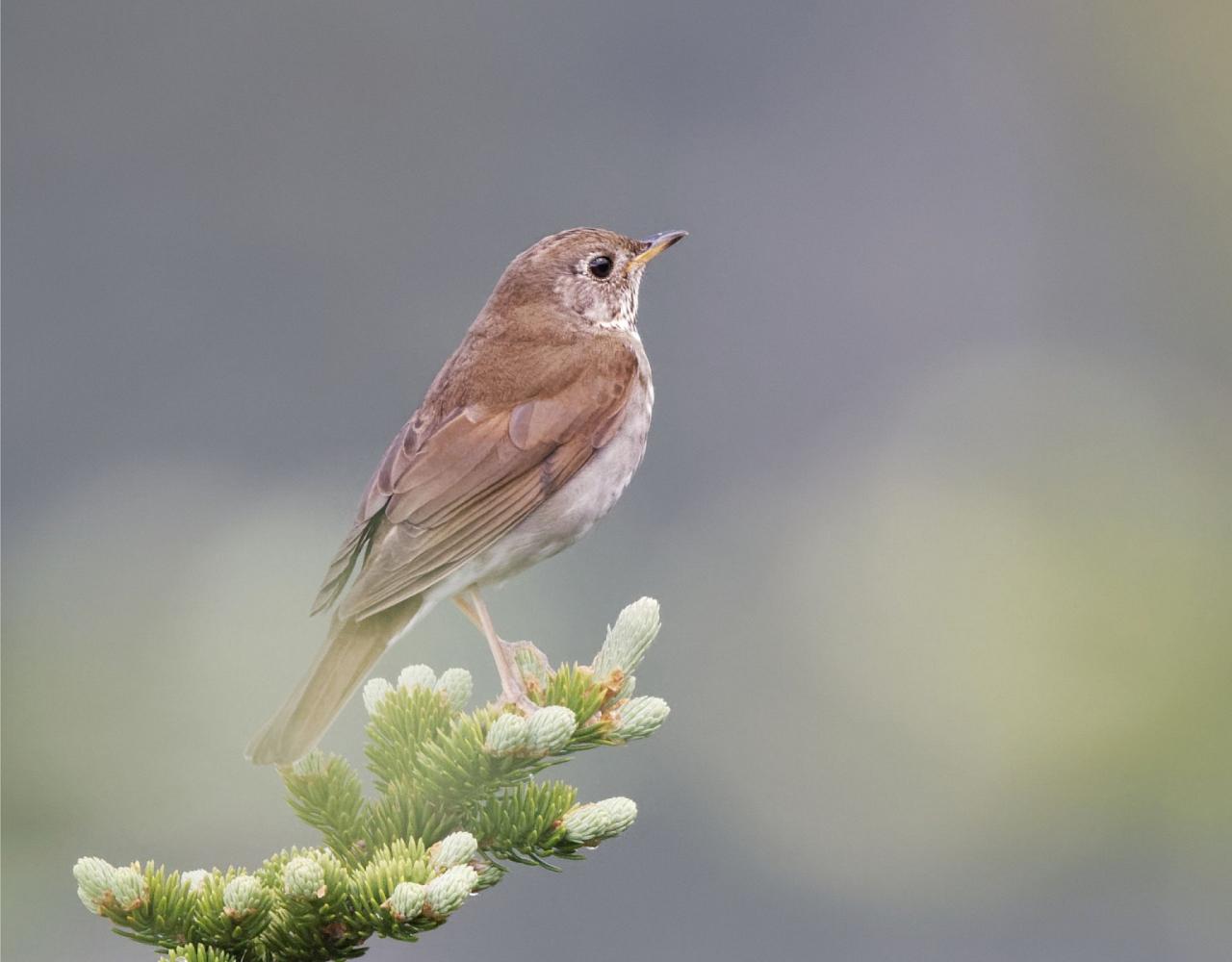 New Hampshire, New Hampshire Nature Tour, New Hampshire Birding Tour, White Mountains, White Mountains Nature Tour, White Mountains Birding Tour, Mt. Washington, Naturalist Journeys