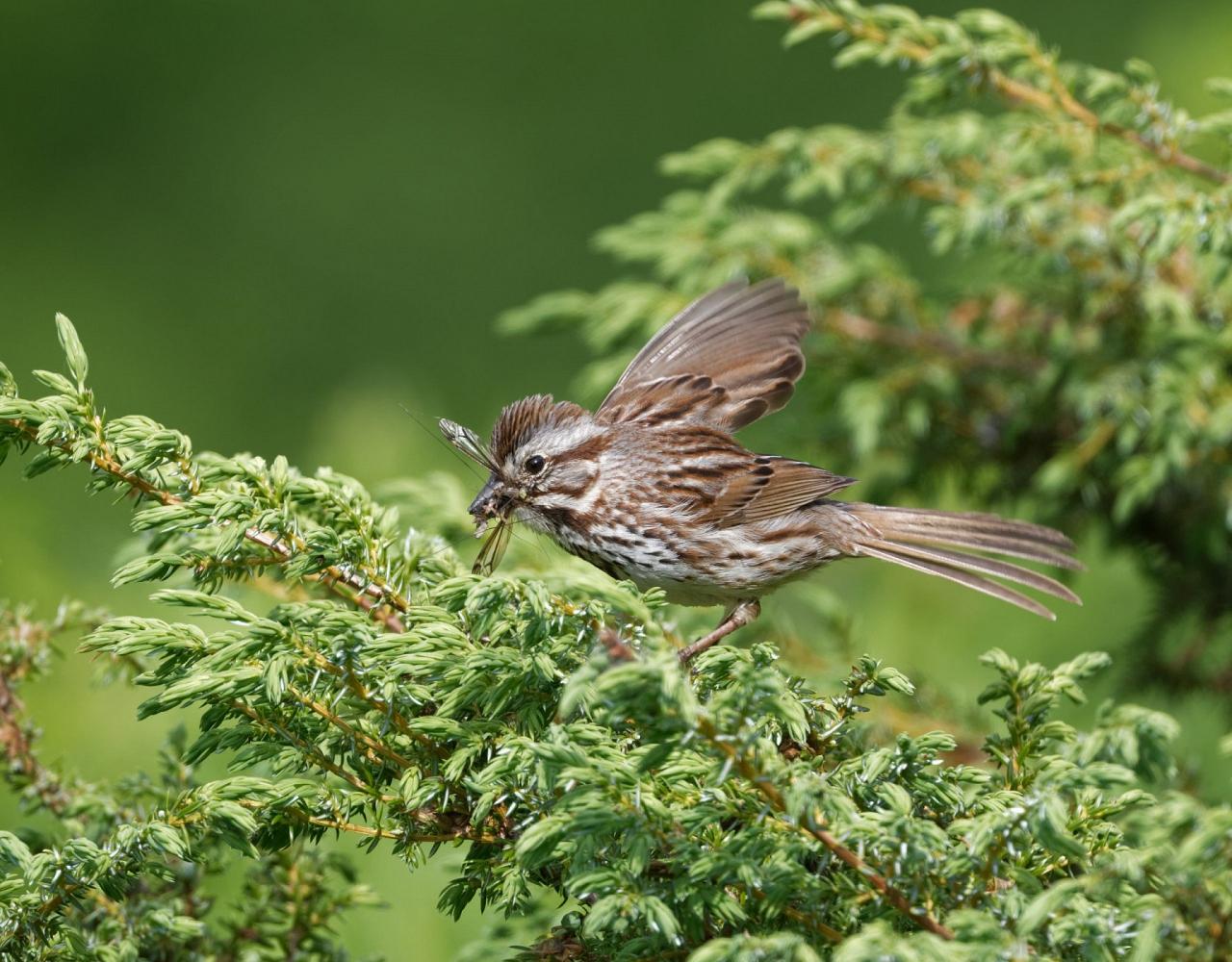 New Hampshire, New Hampshire Nature Tour, New Hampshire Birding Tour, White Mountains, White Mountains Nature Tour, White Mountains Birding Tour, Mt. Washington, Naturalist Journeys