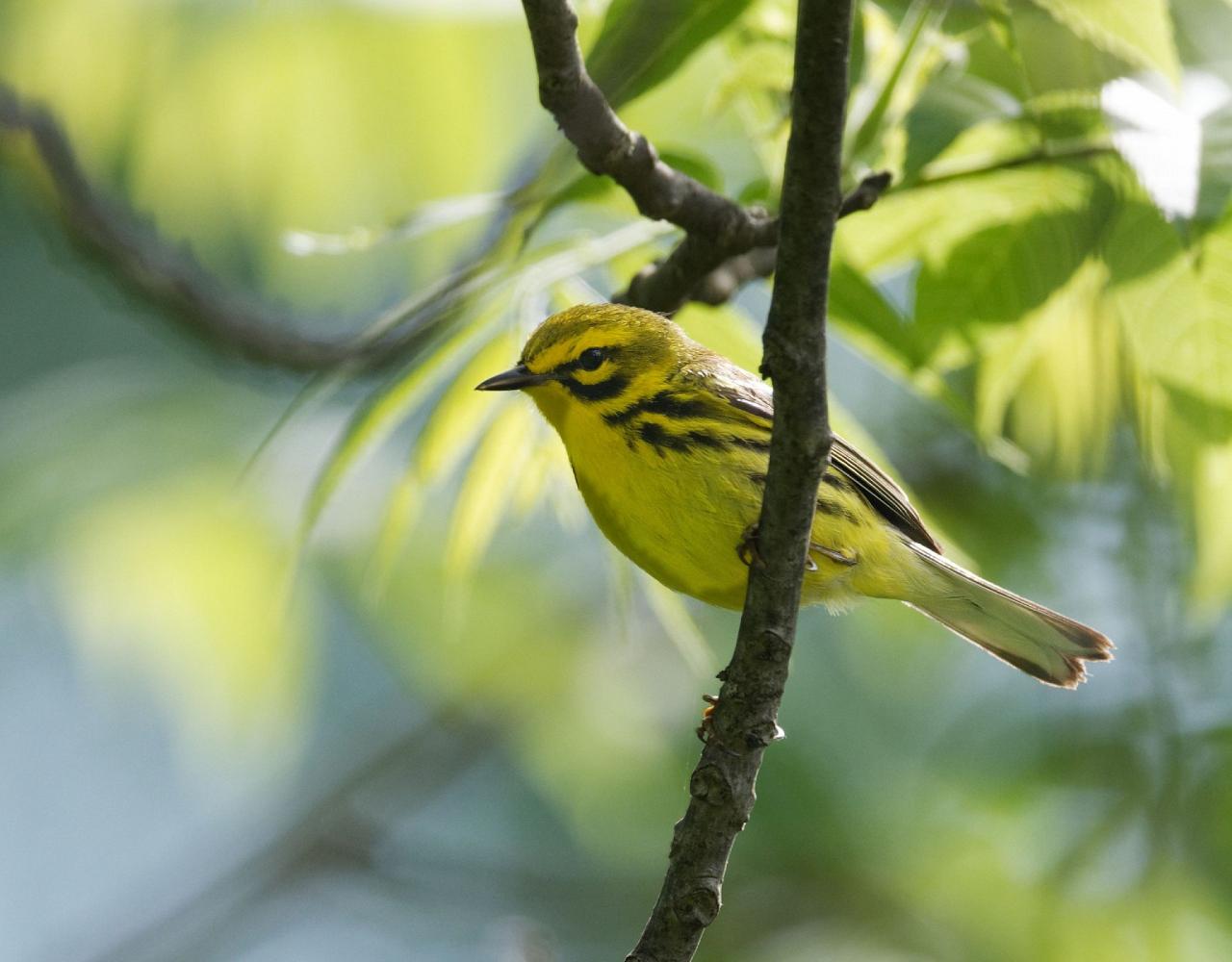 New Hampshire, New Hampshire Nature Tour, New Hampshire Birding Tour, White Mountains, White Mountains Nature Tour, White Mountains Birding Tour, Mt. Washington, Naturalist Journeys