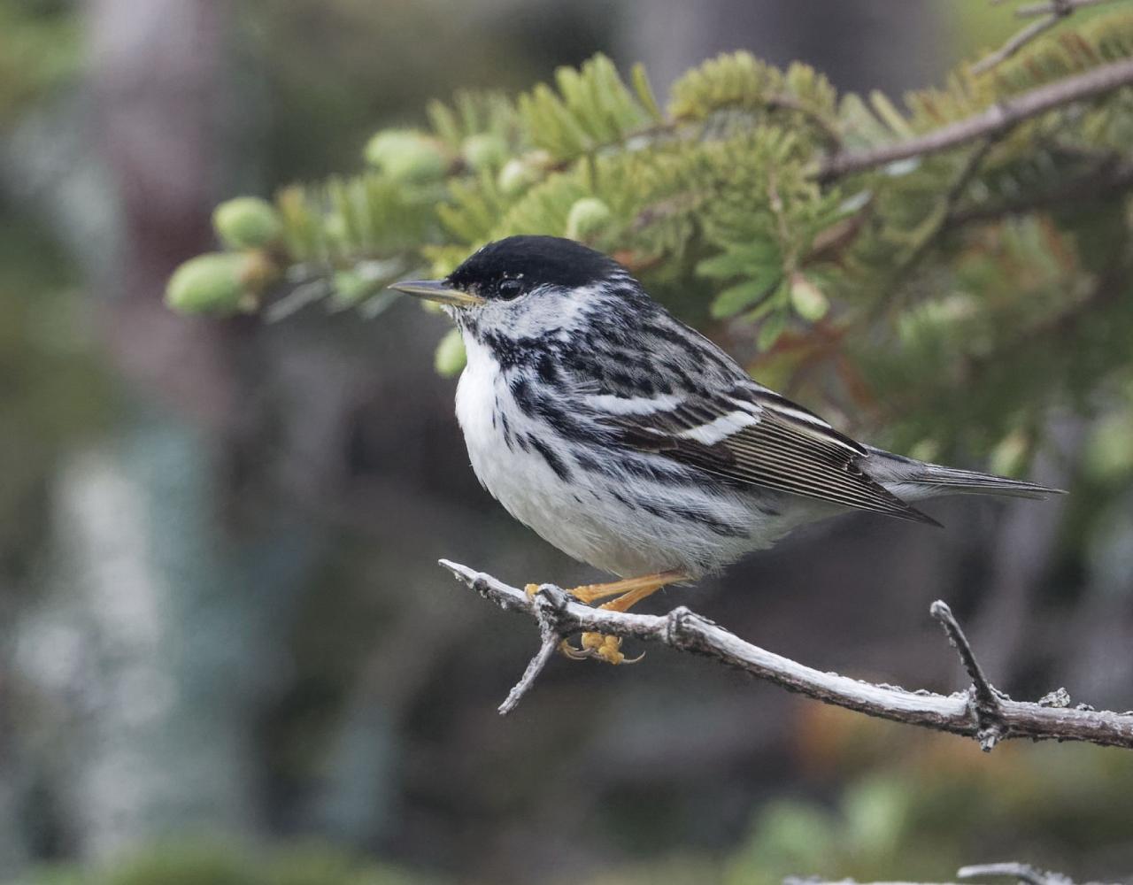 New Hampshire, New Hampshire Nature Tour, New Hampshire Birding Tour, White Mountains, White Mountains Nature Tour, White Mountains Birding Tour, Mt. Washington, Naturalist Journeys