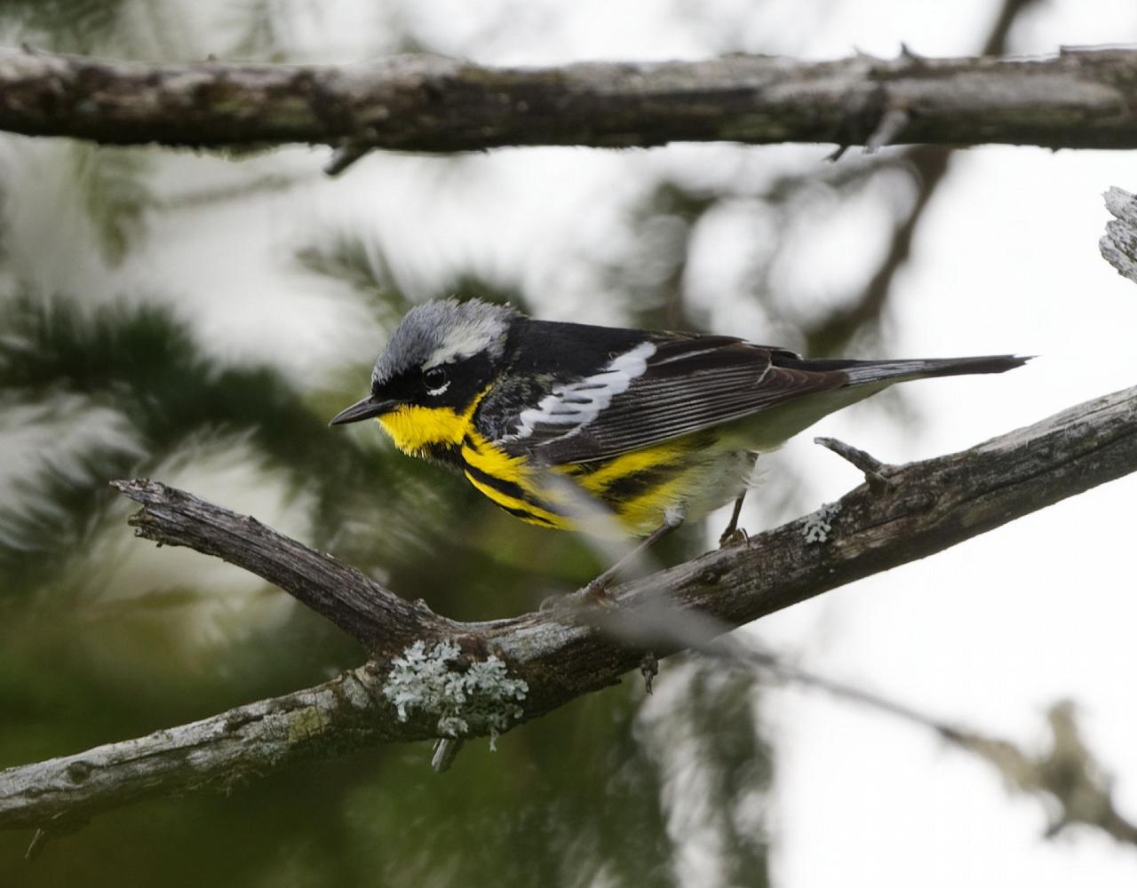 New Hampshire, New Hampshire Nature Tour, New Hampshire Birding Tour, White Mountains, White Mountains Nature Tour, White Mountains Birding Tour, Mt. Washington, Naturalist Journeys